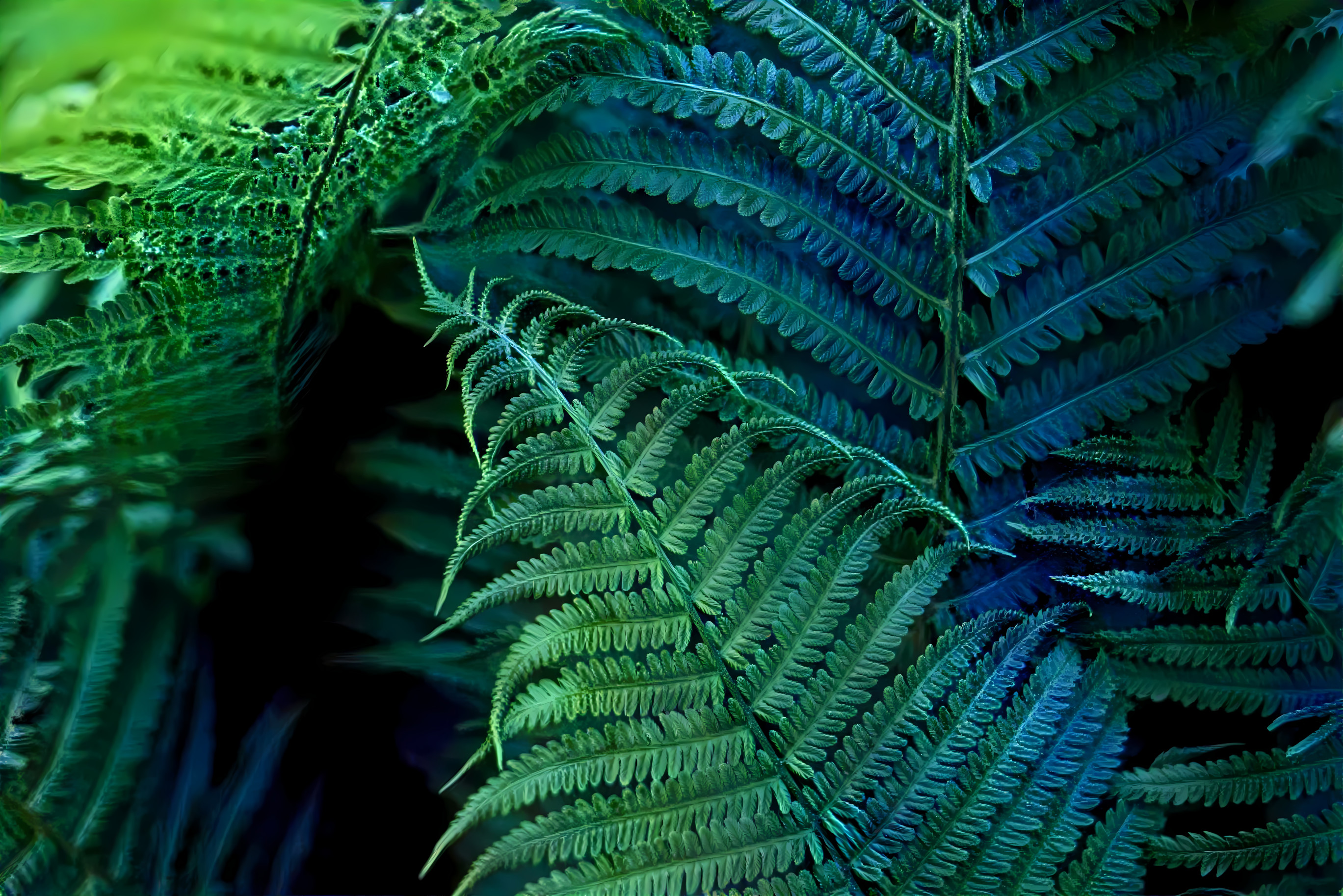 Fern fronds