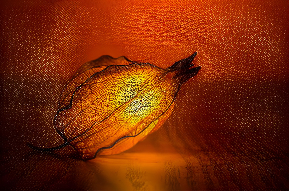 Physalis