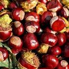 Brown Chestnuts with Golden Husks on Green Leaves: Autumn Harvest Texture