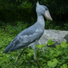 Colorful Bird with Blue Crest Perched Among Green Foliage