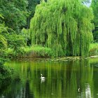 Lush Green Forest with Dense Foliage and Reflecting Water