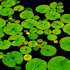 Colorful Pond Scene with Green Lily Pads and Pink Water Lilies