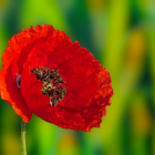 Bright Red Gerbera Daisy on Green Background