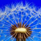 Colorful bouquet with golden-brown bloom and white-blue petals on deep blue background