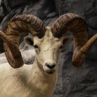 Majestic bighorn sheep with spiraling horns in rocky setting