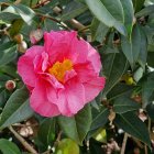 Vibrant red camellia flower illustration with green leaves and red berries.