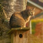 Calico Cat with Green Eyes Sitting on Ledge Beside Leafy Plant