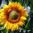 Vibrant portrait of a woman with yellow and orange flowers and hidden faces