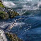 Heron on Mossy Shoreline by Serene Sea with Sailboats