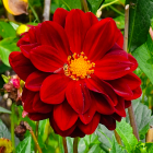 Vibrant red dahlia with yellow accents on colorful background