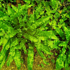 Vibrant green ferns with multiple fronds in a mossy forest setting