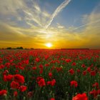 Stylized painting of couple in vibrant poppy field under Van Gogh-inspired sky