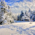 Snowy Landscape with Snow-Covered Trees, Path, Mountains, and Hexagonal Sky