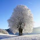 Majestic tree with pink foliage by serene lake and lush greenery