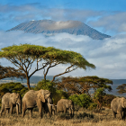 Elephants under acacia trees with Mount Kilimanjaro in mist.