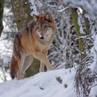 Three wolves in snowy forest with snow-covered trees