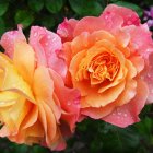 Colorful illustration of pink and orange chrysanthemum flowers with green leaves and closed purple buds