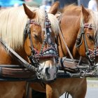 Chestnut horses with white manes in snowy scene with glowing lanterns