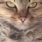 Light-furred cat's face merges with soft white clouds in surreal image