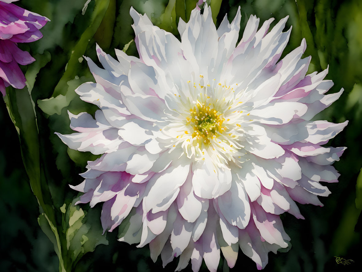 White peony in full bloom with purple hints on petals, set against dark green background