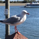 Seagull perched on pole in coastal village scene