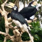 Colorful Toucans Perched on Branch in Lush Foliage