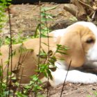 Beagle puppy surrounded by flowers, rocks, and butterflies