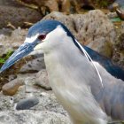 Detailed Illustration: Blue-gray Heron Among Mossy Rocks