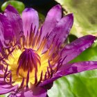 Colorful Digital Art: Purple Lotus Flower with Glowing Center