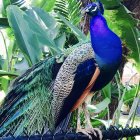 Colorful peacock illustration in lush nature setting with mountains and lake