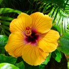 Vibrant Yellow Hibiscus with Red Center and Detailed Stamens