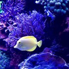 Colorful Underwater Scene with Fish and Coral in Blues, Purples, and Yellows