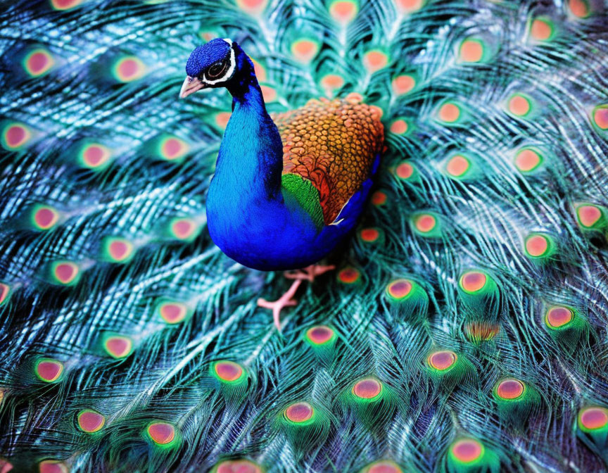 Colorful Peacock Displaying Iridescent Blue and Green Feathers