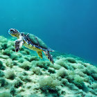 Sea turtle swimming above coral reef in clear blue ocean water.