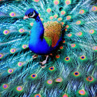 Colorful Peacock Displaying Iridescent Blue and Green Feathers