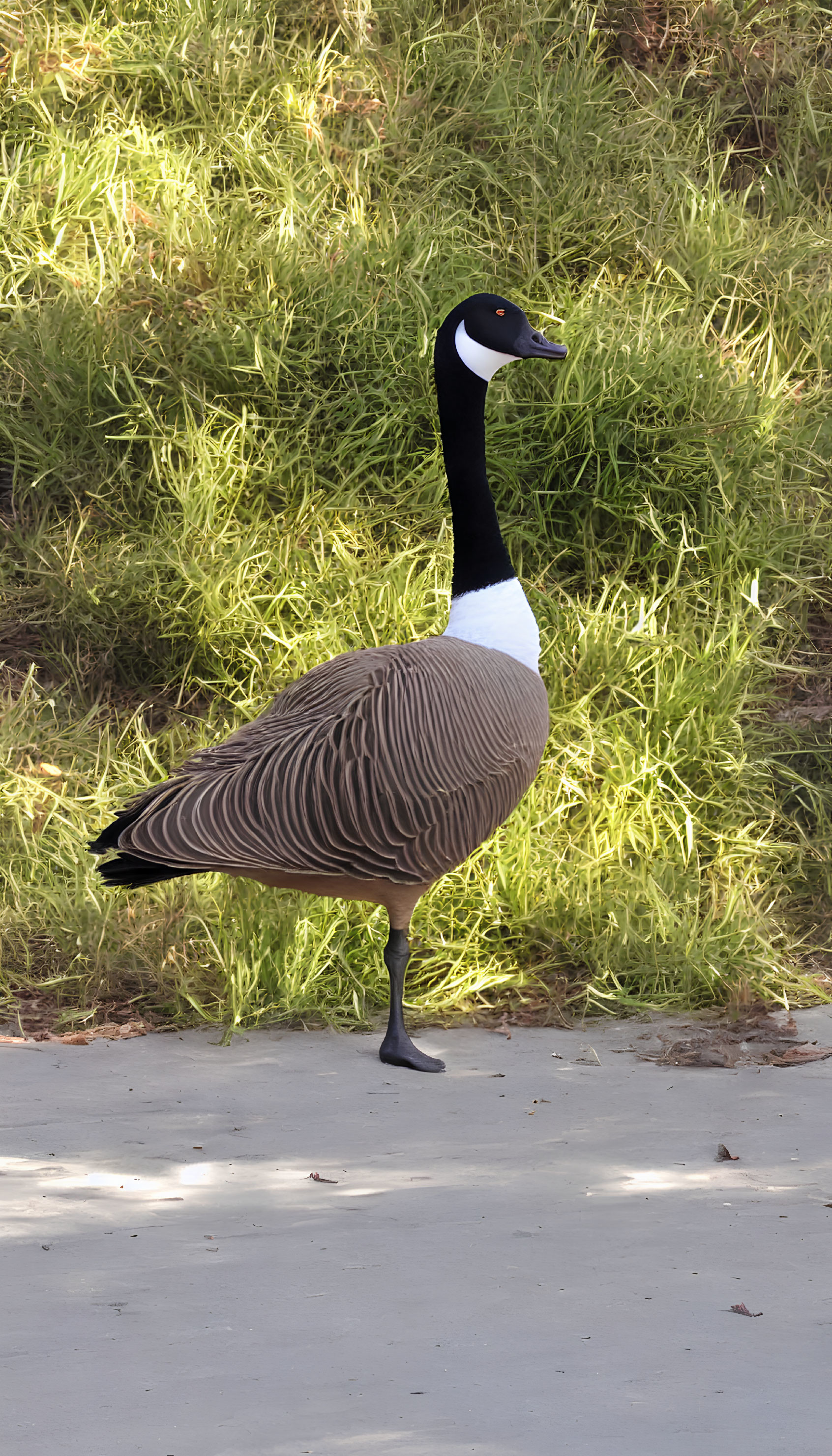 Canada Goose Standing on One Leg on Concrete Path with Green Grass Background