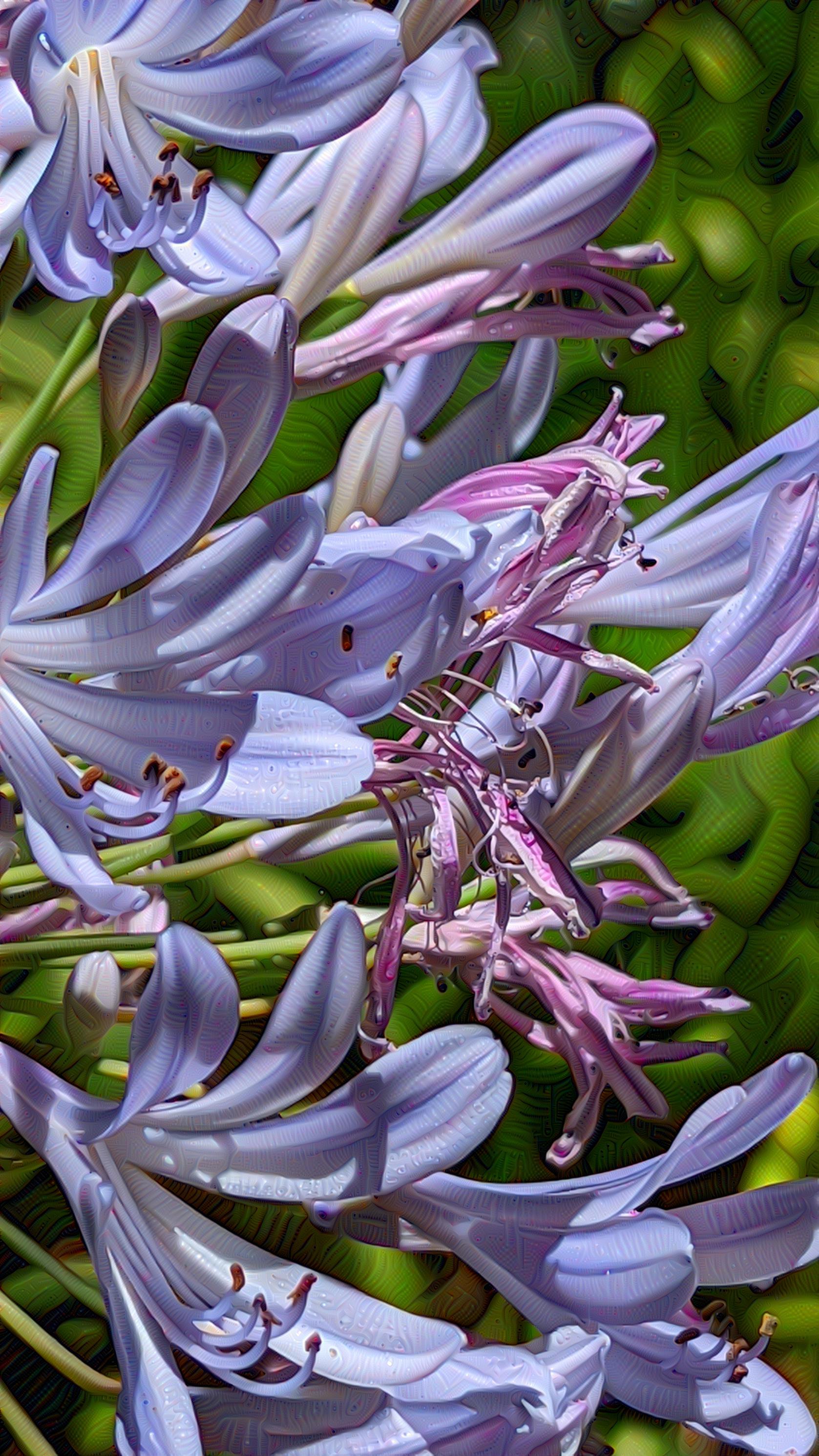 Agapanthus 