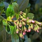 Yellow and Pink Blossoms with Dark Green Leaves