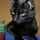 Black cat with yellow eyes at poker table with chips and cards.