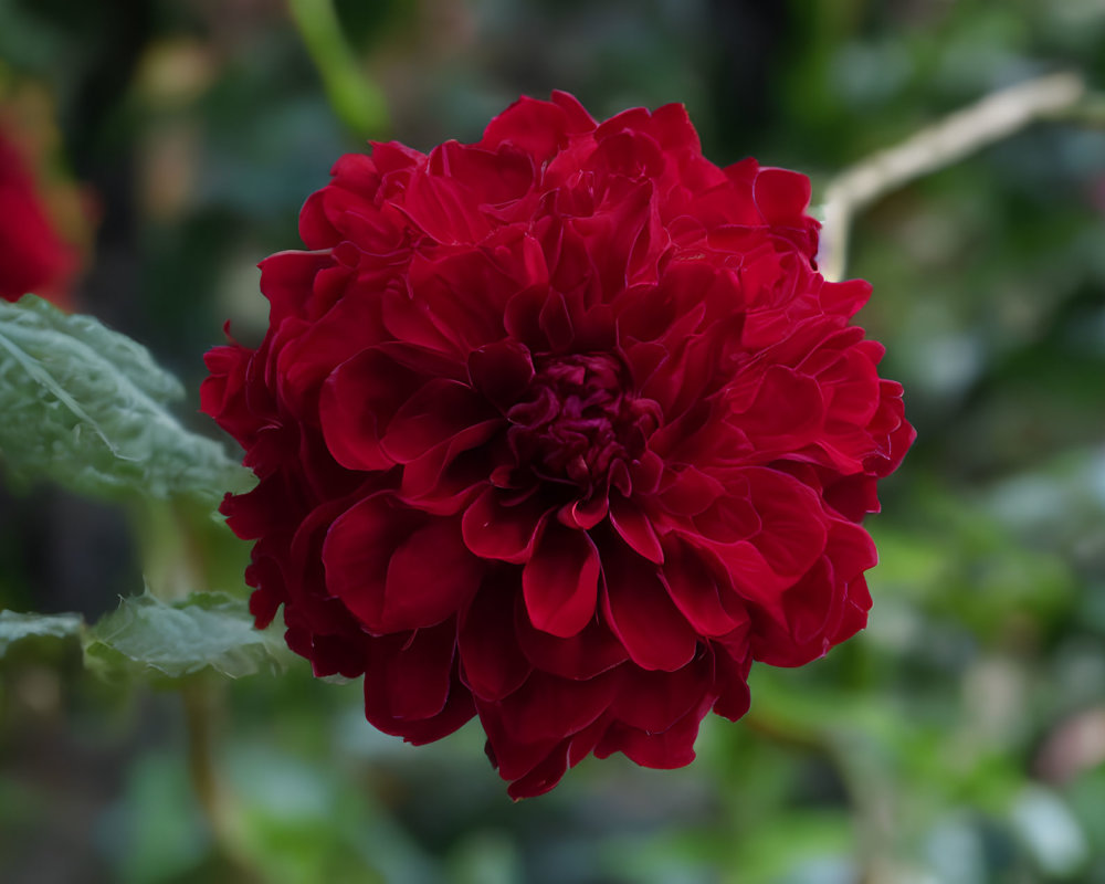 Vivid Red Peony Flower in Full Bloom Against Green Foliage