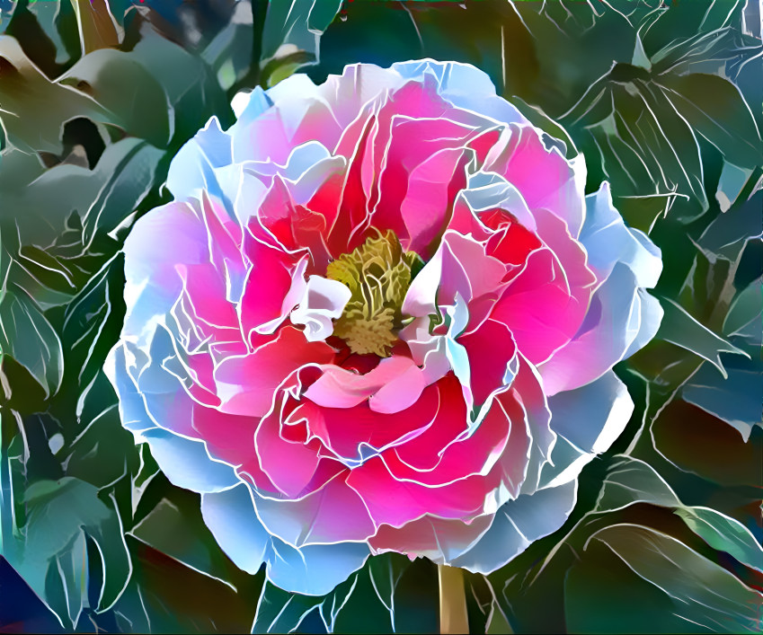 Peony