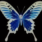 Symmetrical blue and white butterfly graphic on black background