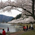 Tranquil river scene with cherry blossoms and waterfall