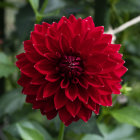 Vivid Red Peony Flower in Full Bloom Against Green Foliage