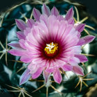 Vibrant pink flower with golden center and green leaves in digital art