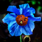 Vibrant blue poppy with golden-yellow center on dark background