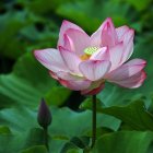 Pink flower with water droplets on petals against green background with budding companion.