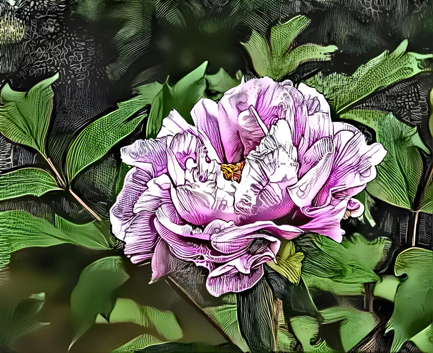 Peony