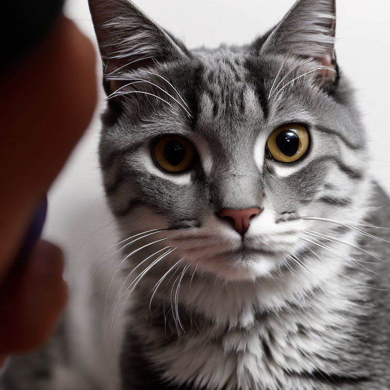 Gray Tabby Cat with Yellow Eyes on White Background