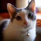 Gray Tabby Cat with Yellow Eyes on White Background